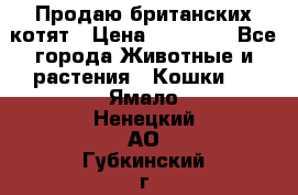 Продаю британских котят › Цена ­ 30 000 - Все города Животные и растения » Кошки   . Ямало-Ненецкий АО,Губкинский г.